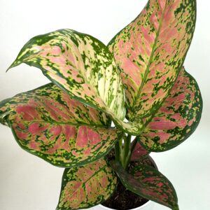 Aglaonema 'Crimson Love'