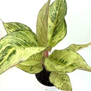 Aglaonema 'Chartreuse Pretty'