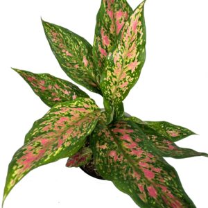 Aglaonema 'Strawberry Baby'