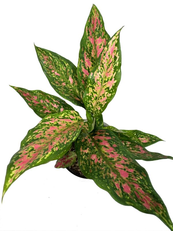Aglaonema 'Strawberry Baby'