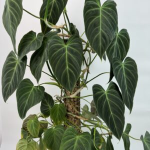 Filodendron Splendid