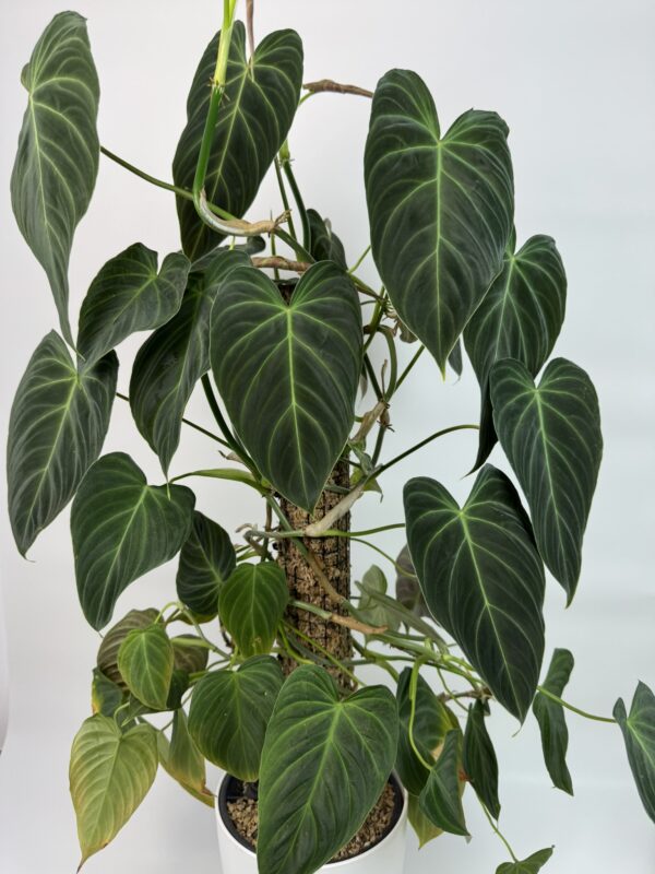 Filodendron Splendid