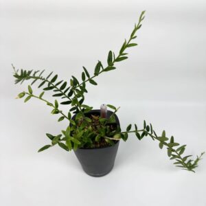 Vahalill Engleriana