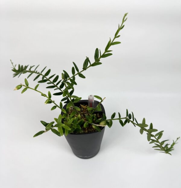 Vahalill Engleriana