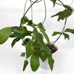 Vahalill Cutis Porcelana