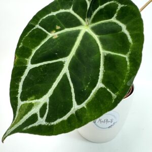 Antuurium Crystallinum