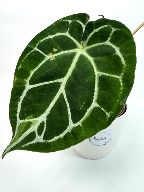 Antuurium Crystallinum