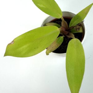 Filodendron Prince of Orange