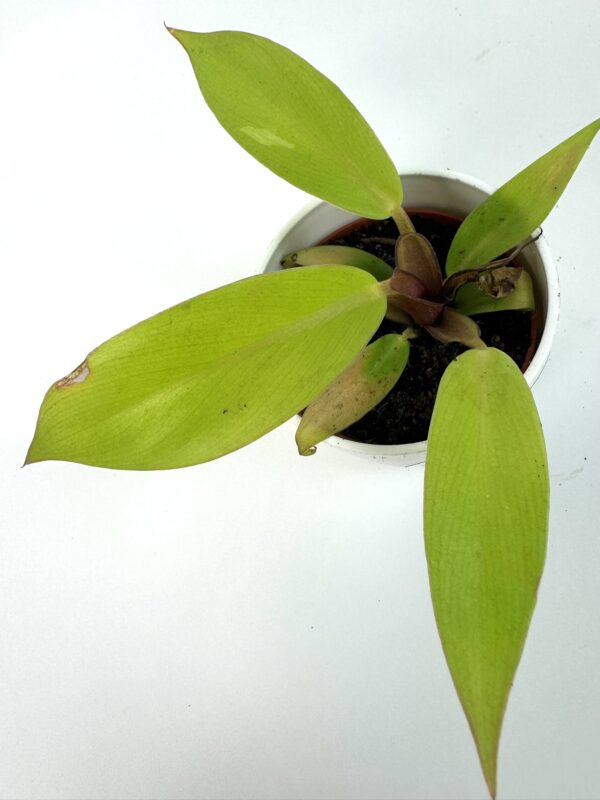Filodendron Prince of Orange