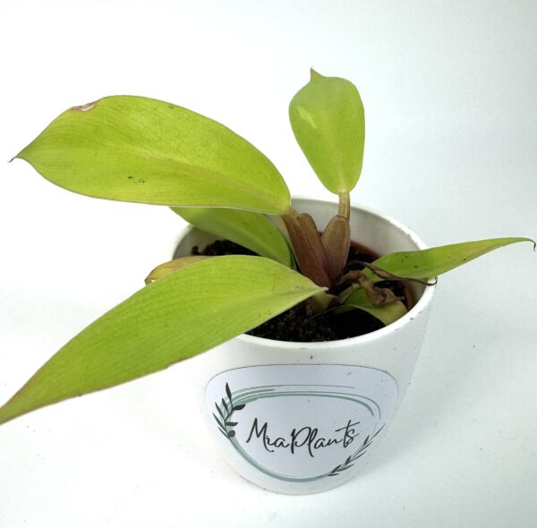 Filodendron Prince of Orange - Image 2