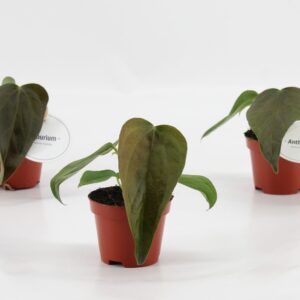 Anthurium 'Queen of Hearts'