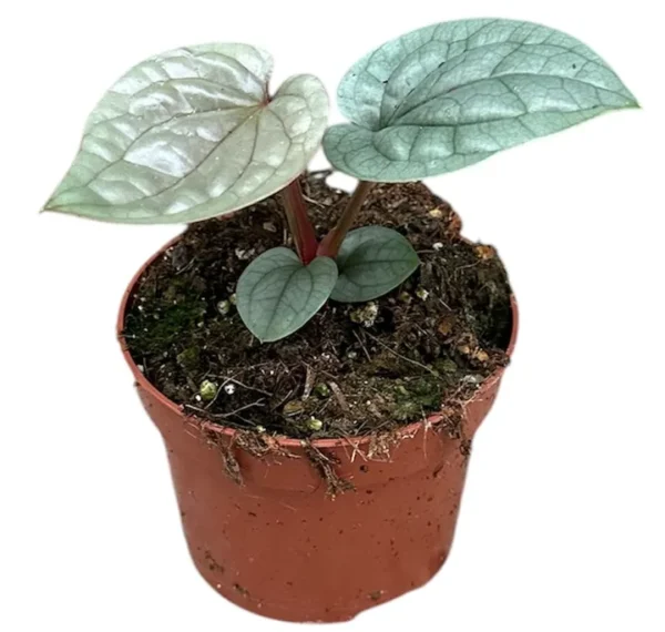 Anthurium luxurians