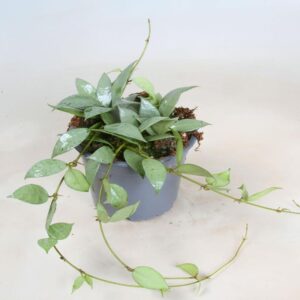 Hoya lacunosa 'Mint'