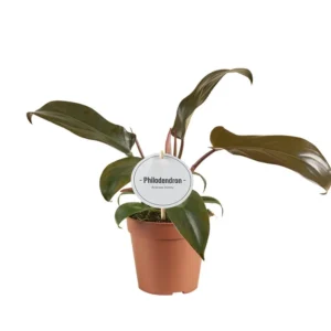 Philodendron 'Florida Bronze'