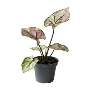 Caladium 'Purple Light'