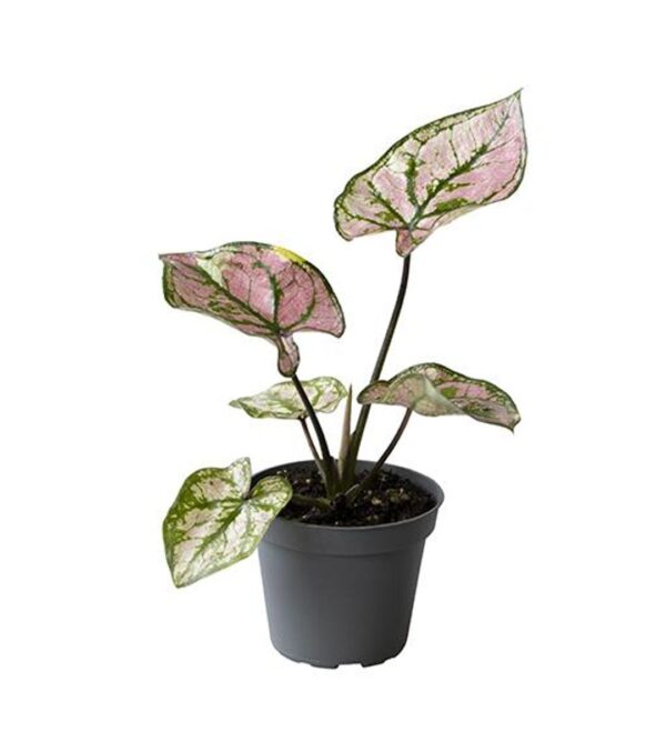Caladium 'Purple Light'