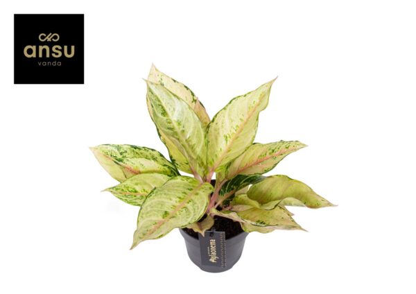 Aglaonema 'Chartreuse Pretty'