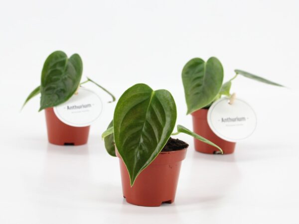 Anthurium veitchii
