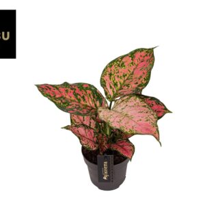 Aglaonema 'Crimson Love'
