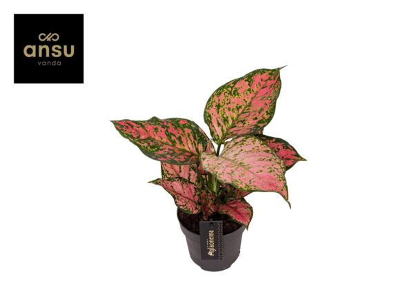 Aglaonema 'Crimson Love'