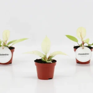 Philodendron 'Snowdrift'