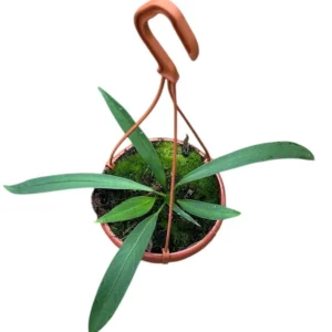 Anthurium Vittariifolium