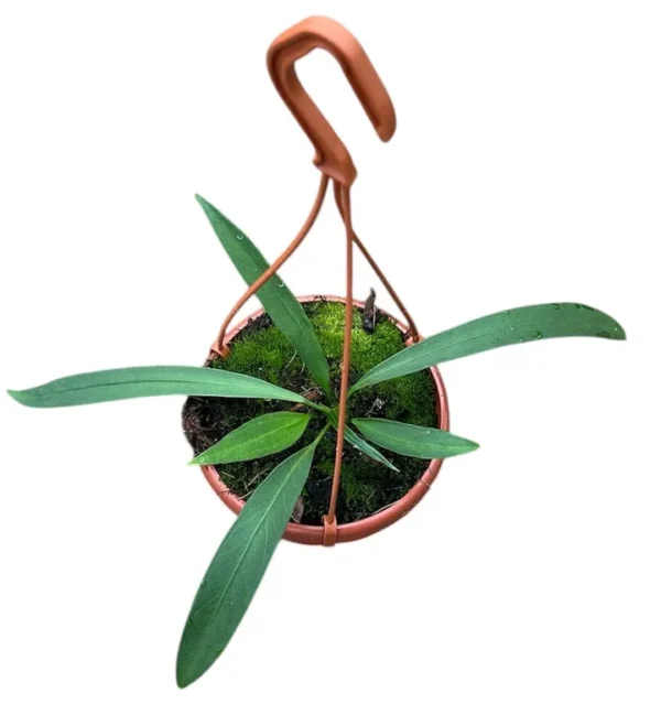Anthurium Vittariifolium