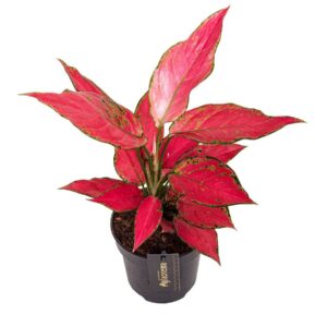 Aglaonema 'Cherry Baby'