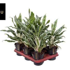 Aglaonema Green Surprise
