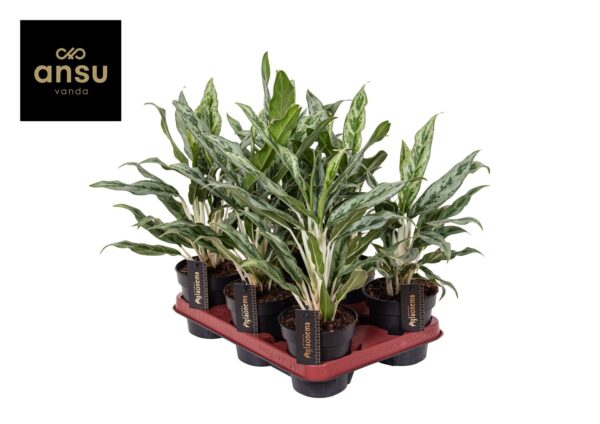 Aglaonema Green Surprise