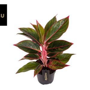 Aglaonema Jungle Red