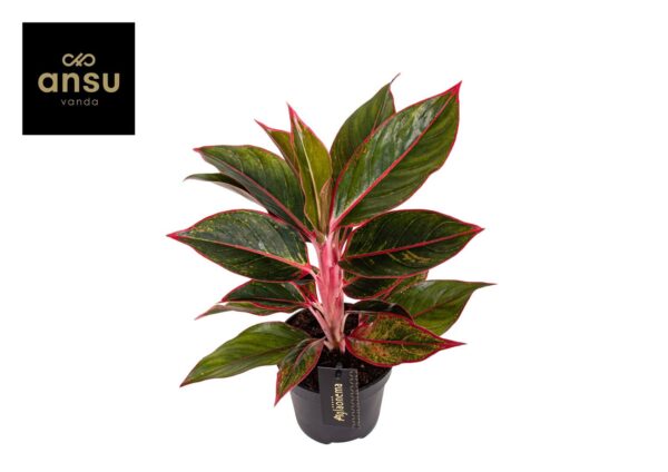 Aglaonema Jungle Red
