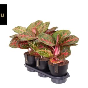 Aglaonema Red Surprise