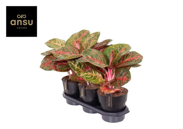 Aglaonema Red Surprise