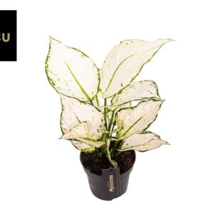 Aglaonema White Joy