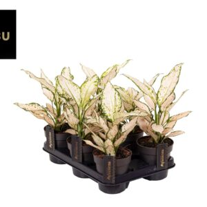 Aglaonema White Surprise