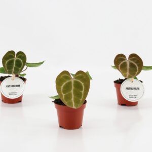 Anthurium crystallinum