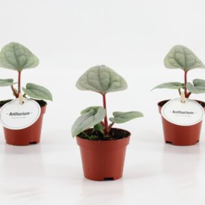 Anthurium luxurians