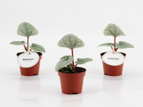 Anthurium luxurians