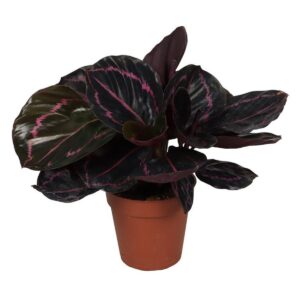 Calathea roseopicta Dottie