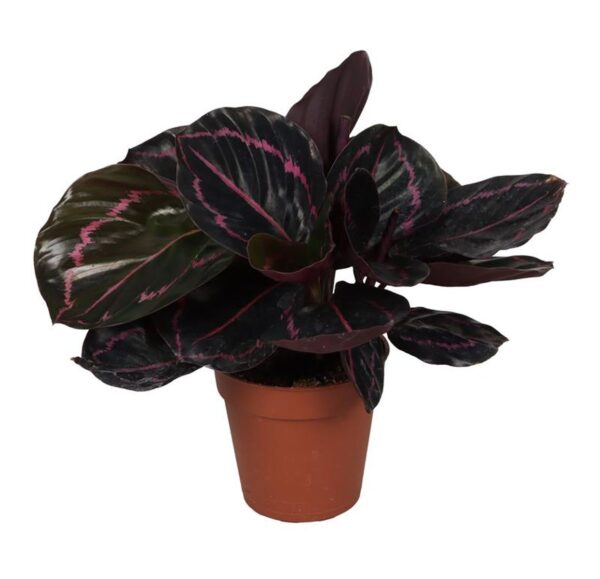 Calathea roseopicta Dottie