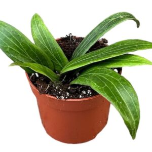 Vahalill Soligamiana