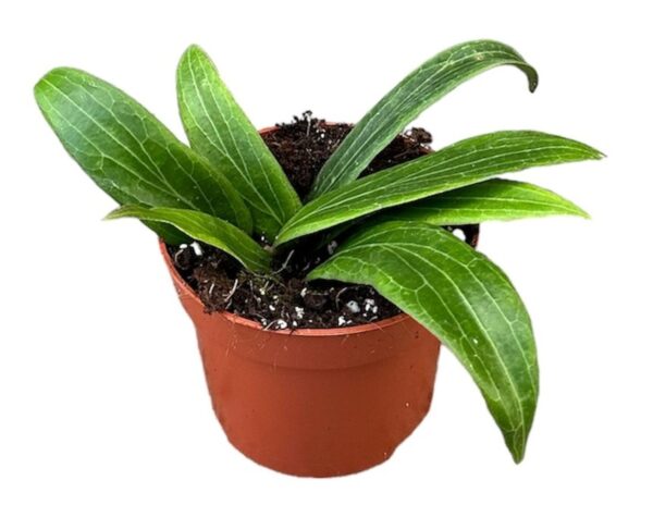 Vahalill Soligamiana