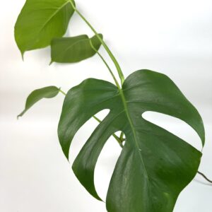 Monstera