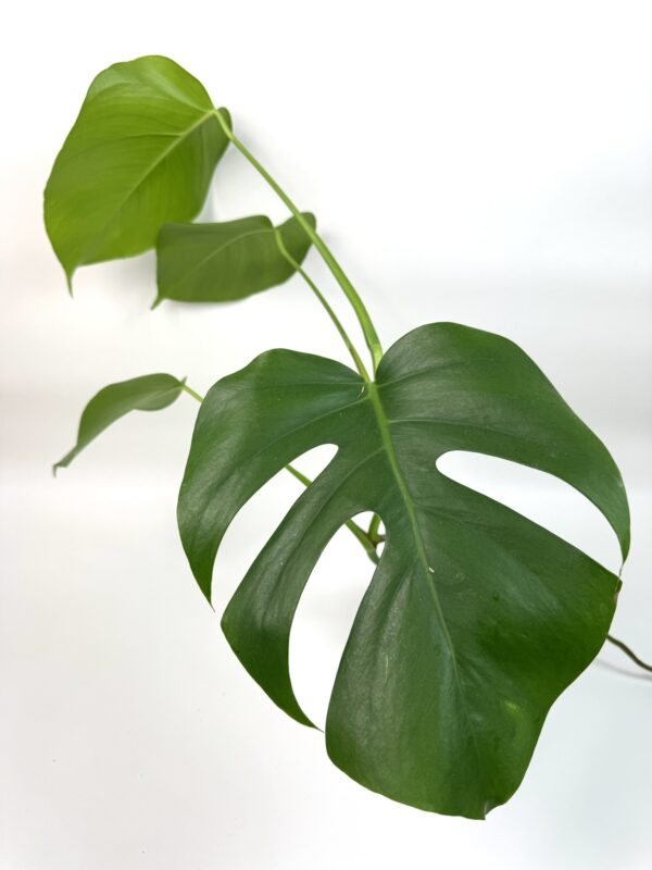 Monstera
