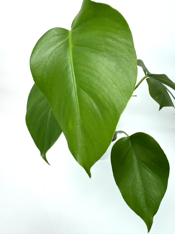Monstera - Image 2