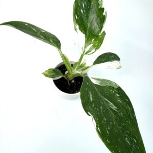 Filodendron White Wizard
