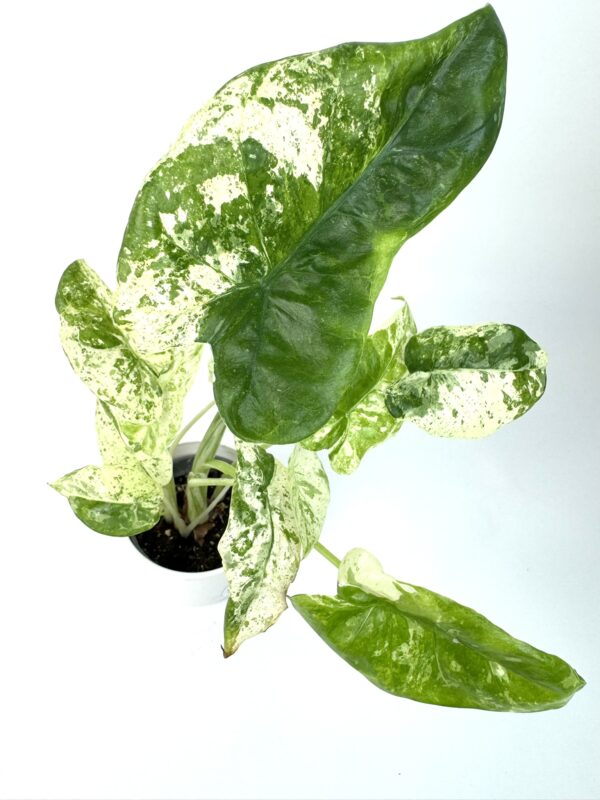 Alokaasia Macrorrhiza Camouflage