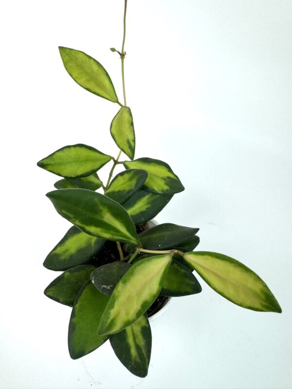 Vahalill Burtoniae Variegata - Image 2