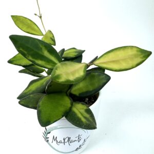 Vahalill Burtoniae Variegata